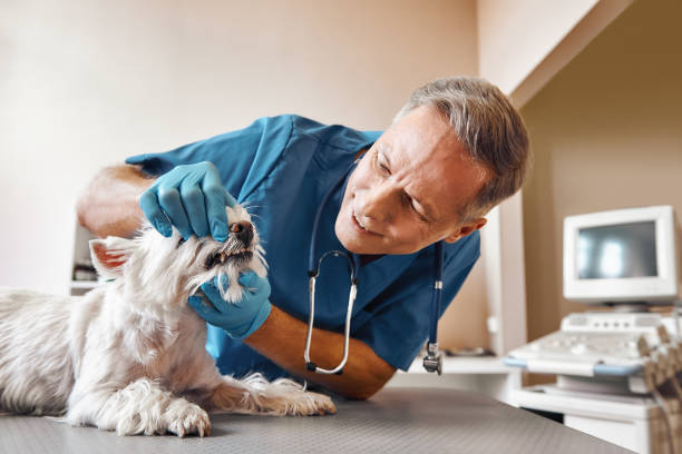Best Weekend Emergency Dentist in Posen, IL